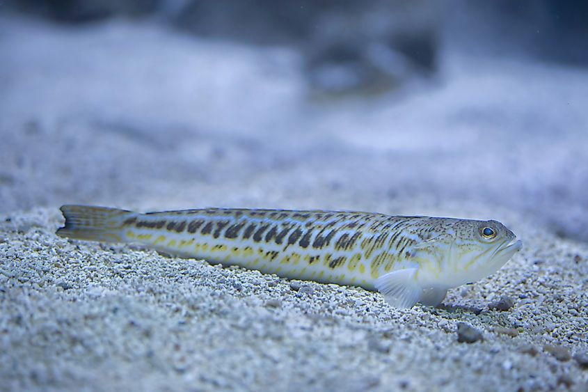 A weeverfish