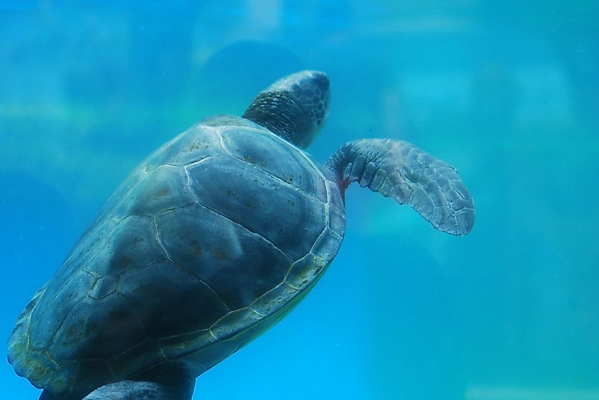 A leatherback sea turtle on a beach.
