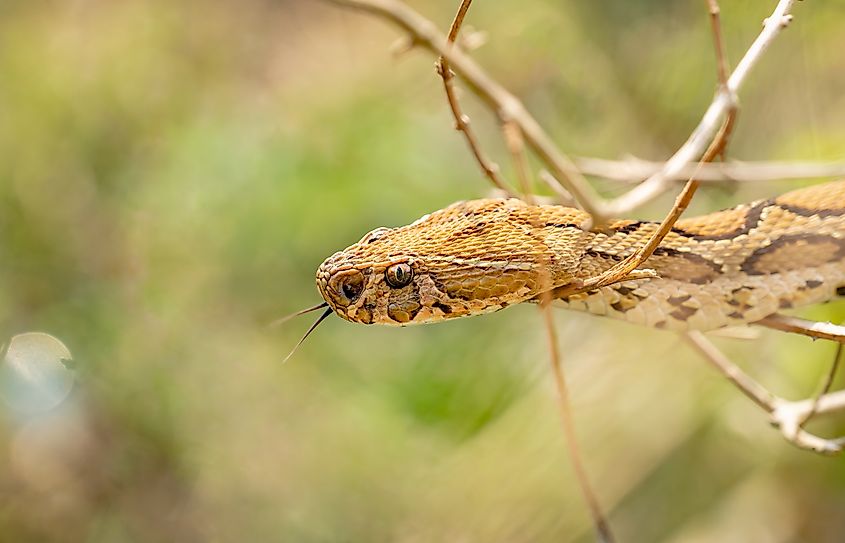 A Russell's Viper Snake (Daboia russelii)