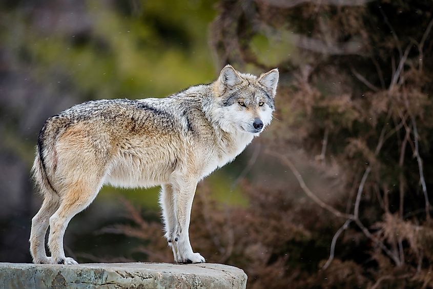 A Mexican gray wolf (Canis lupus baileyi)