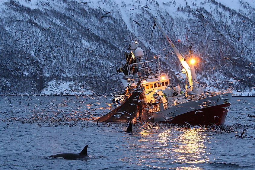Orcas near a fishing boat