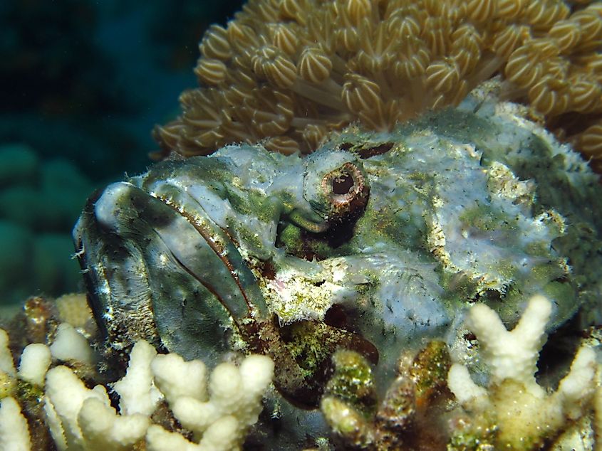 A devil scorpionfish (Scorpaenopsis diabolus)