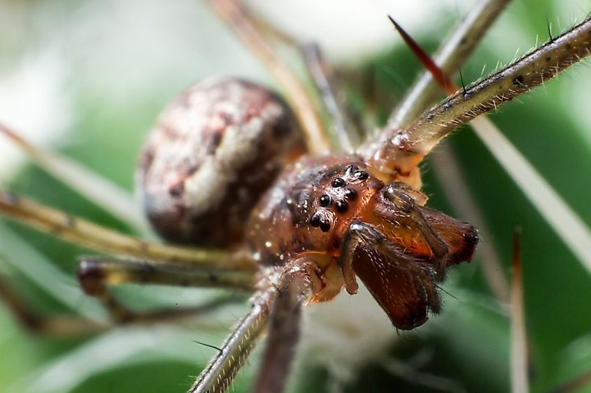 A brown recluse (Loxosceles reclusa)
