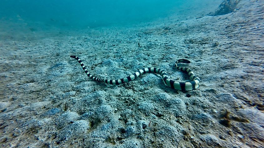 A banded sea krait (Laticauda colubrina)