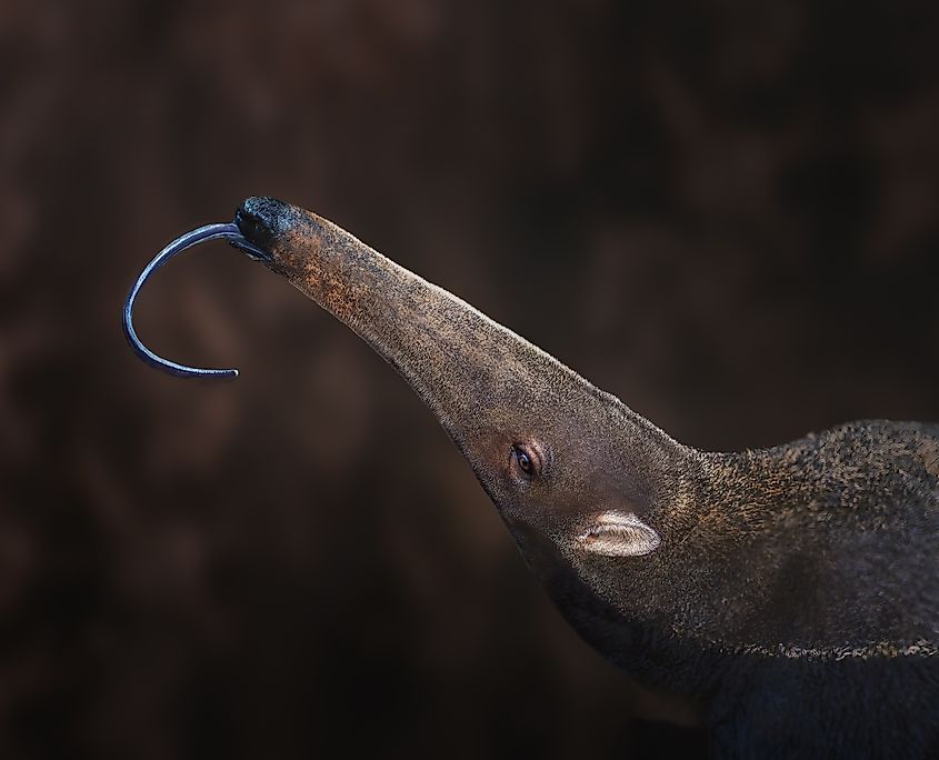 A giant anteater (Myrmecophaga tridactyla)