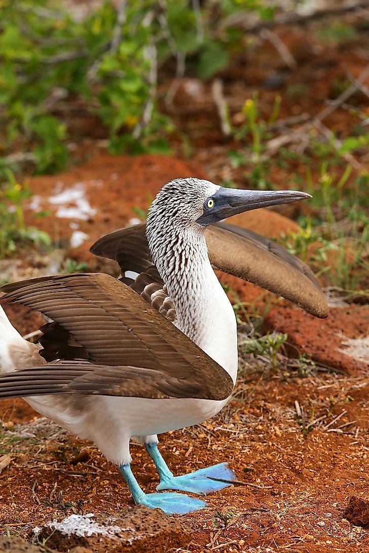 A male blue-footed booby in the Galapagos Islands.