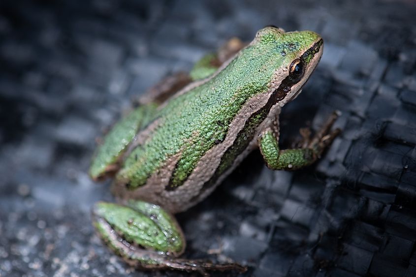 A boreal chorus frog (Pseudacris maculata)