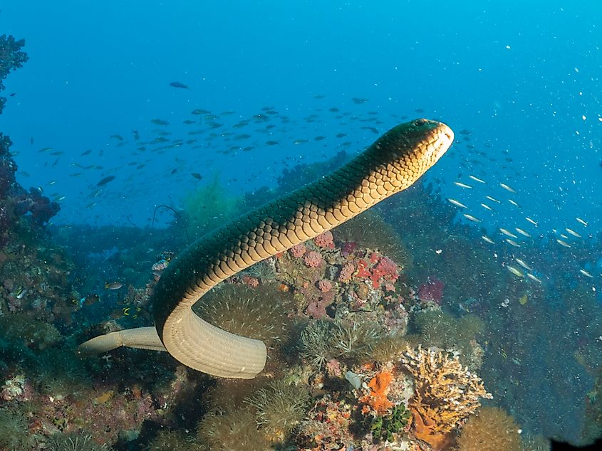 An olive sea snake (Aipysurus laevis)