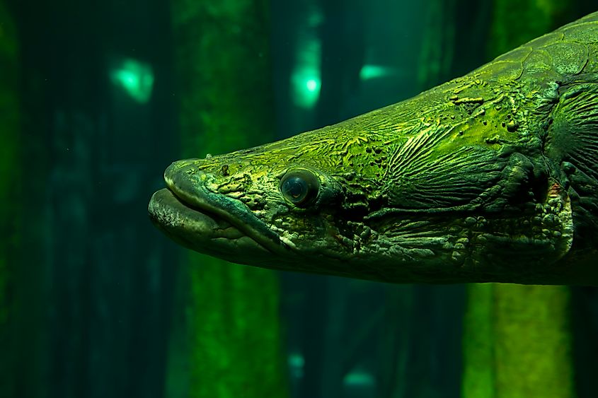 An arapaima (Arapaima gigas)