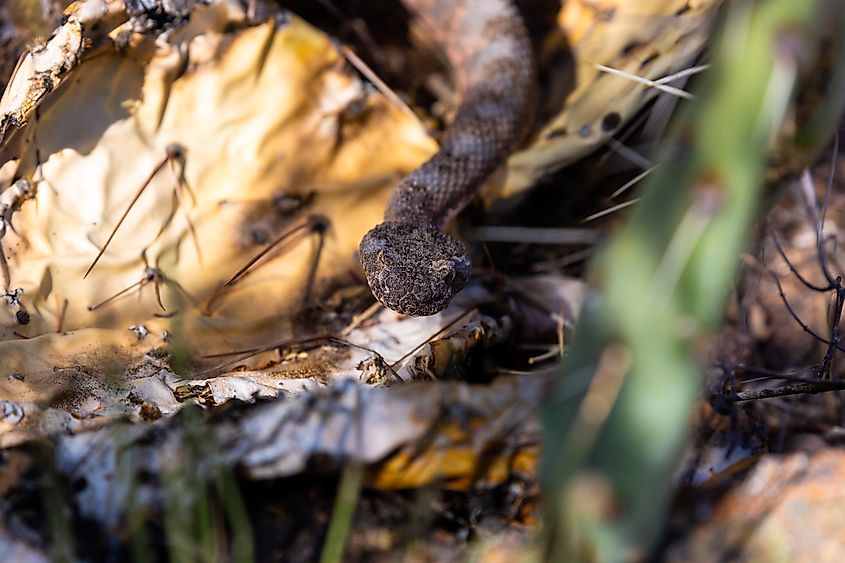 A tiger rattlesnake (Crotalus tigris)