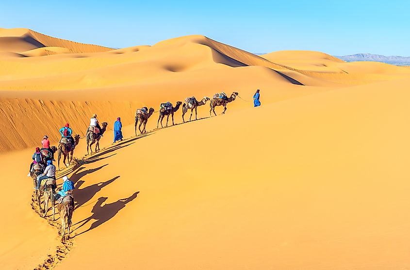 A camel caravan crossing the sand dunes of the Sahara Desert.