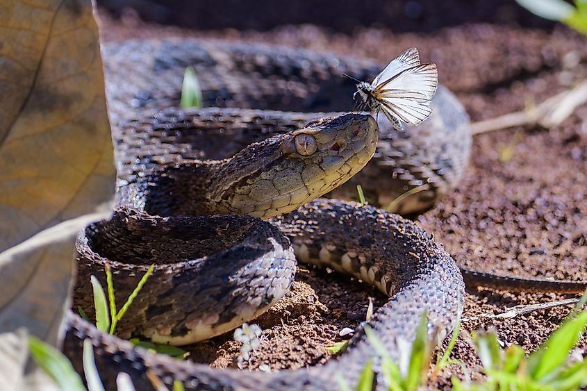 A Fer-de-Lance snake