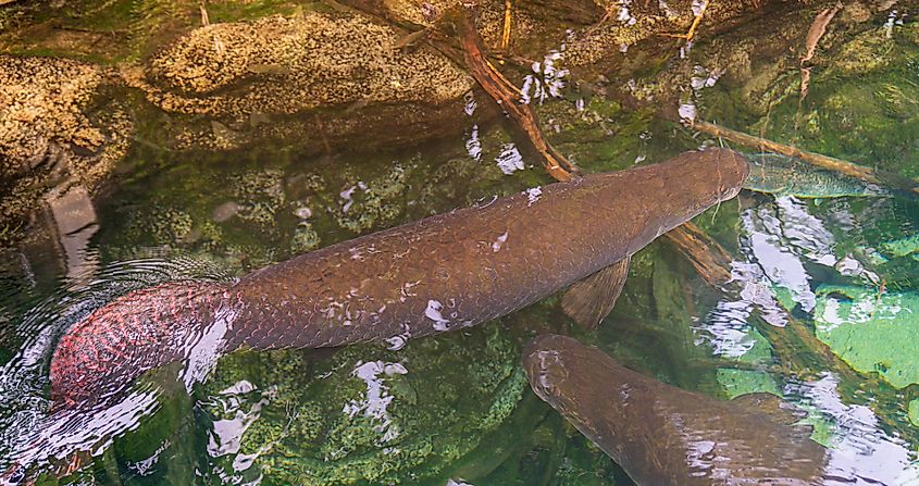 An arapaima (Arapaima gigas)