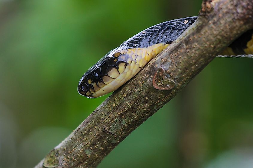 A banded krait photographed in northeast India.
