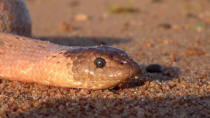An olive sea snake (Aipysurus laevis)
