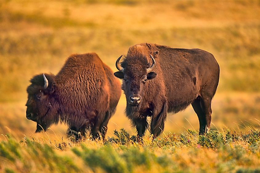 A pair of bison