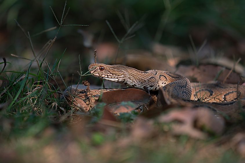 A Russell's viper (Daboia russelii)