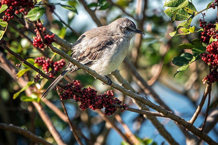 A northern mockingbird (Mimus polyglottos)