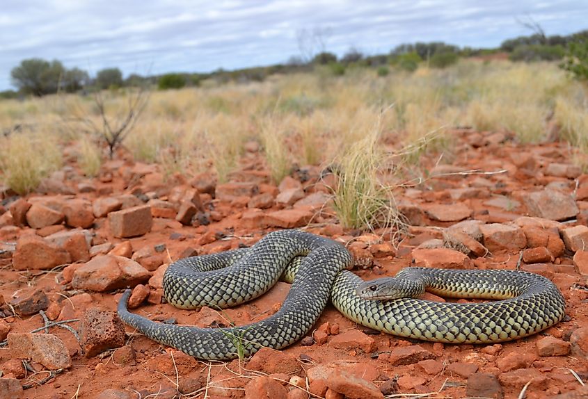 A mulga snake (Pseudechis australis)