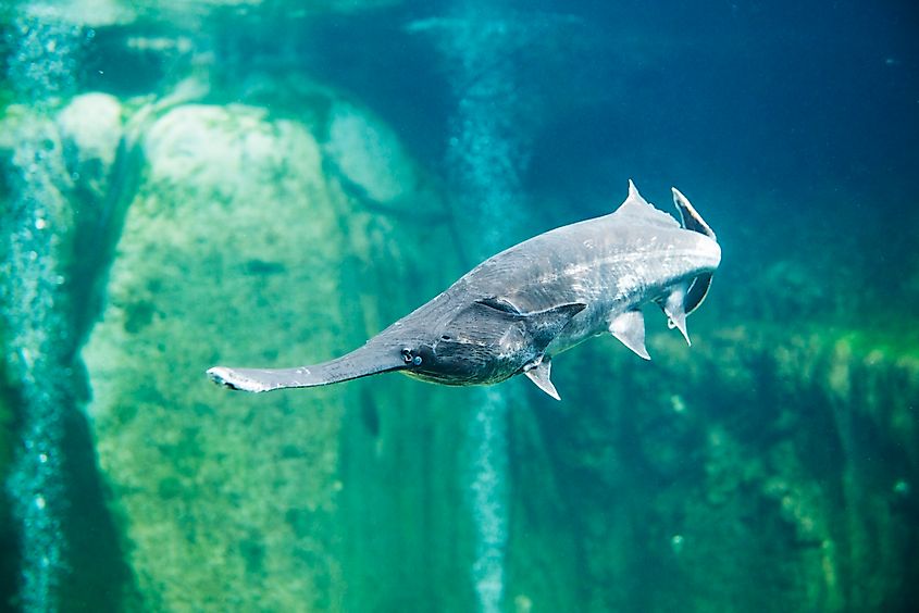 A paddlefish (Polyodon spathula)