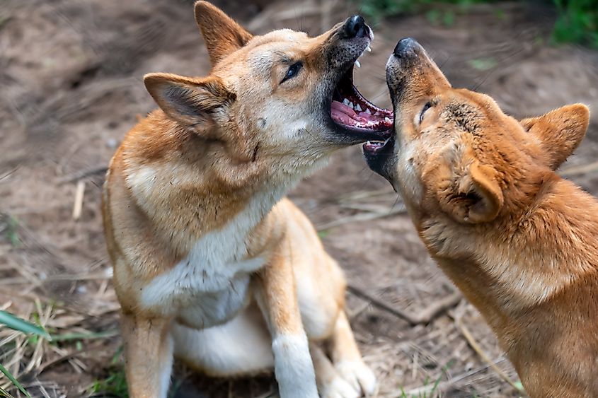 Two dingoes playing together
