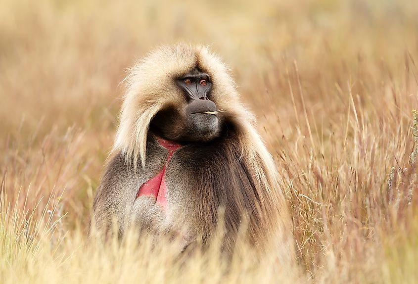 A gelada (Theropithecus gelada)