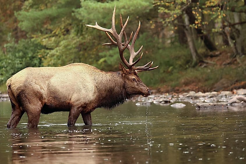 An elk in a river