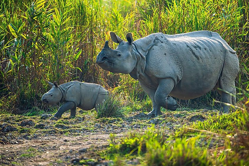A newborn unicorn rhinoceros (Rhinoceros unicornis) with its mother