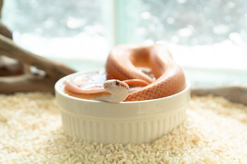A corn snake (Pantherophis guttatus)