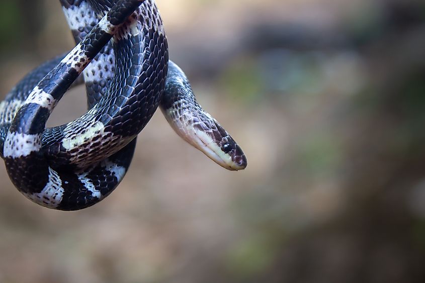 A Malayan blue krait (Bungarus candidus) 