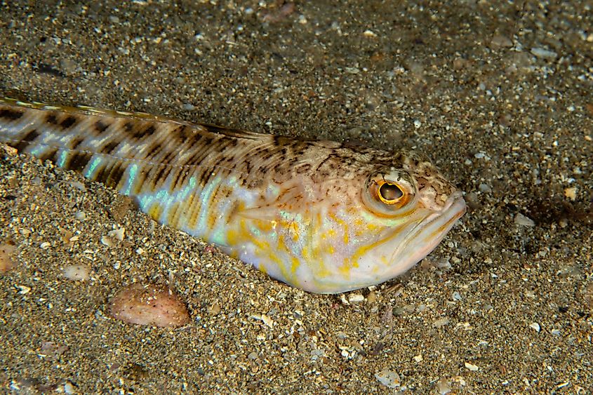 A weeverfish