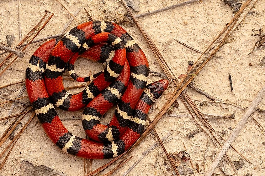 Scarlet king snake (Lampropeltis elapsoides) full body on sand with pine needles