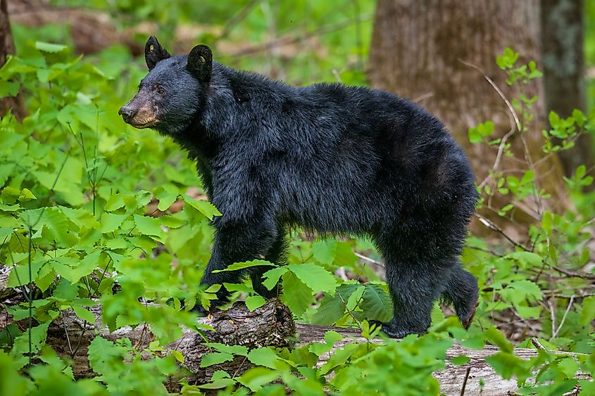 An American black bear (Ursus americanus)