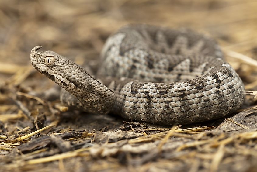 A juvenile nose-horned viper (Vipera ammodytes)