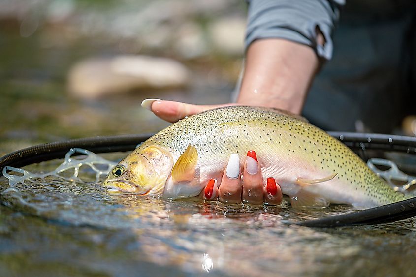 A Rio Grande cutthroat trout (Oncorhynchus virginalis virginalis)