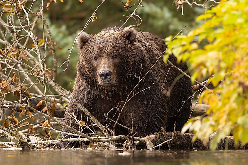 A Kodiak bear (Ursus arctos middendorffi)