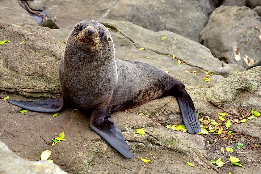 A Mediterranean monk seal resting in a sea cave.