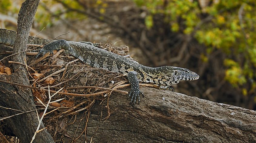 A Nile monitor (Varanus niloticus)