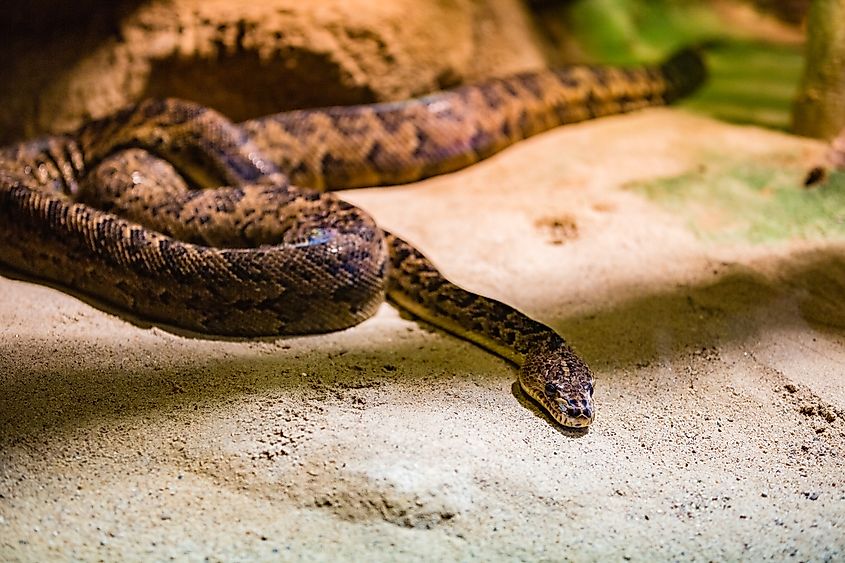 A Cuban boa (Chilabothrus angulifer)