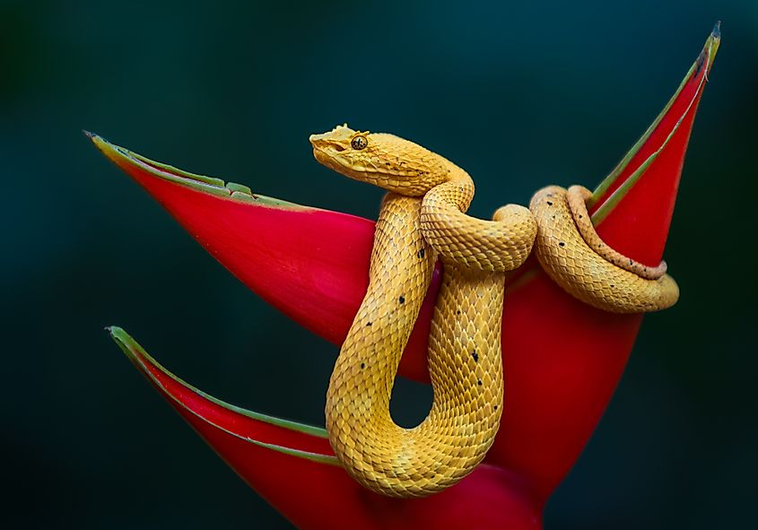 An eyelash viper (Bothriechis schlegelii)
