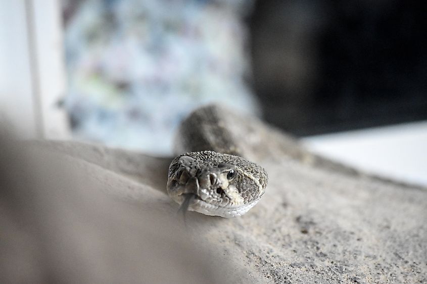 A jararacussu (Bothrops jararacussu)