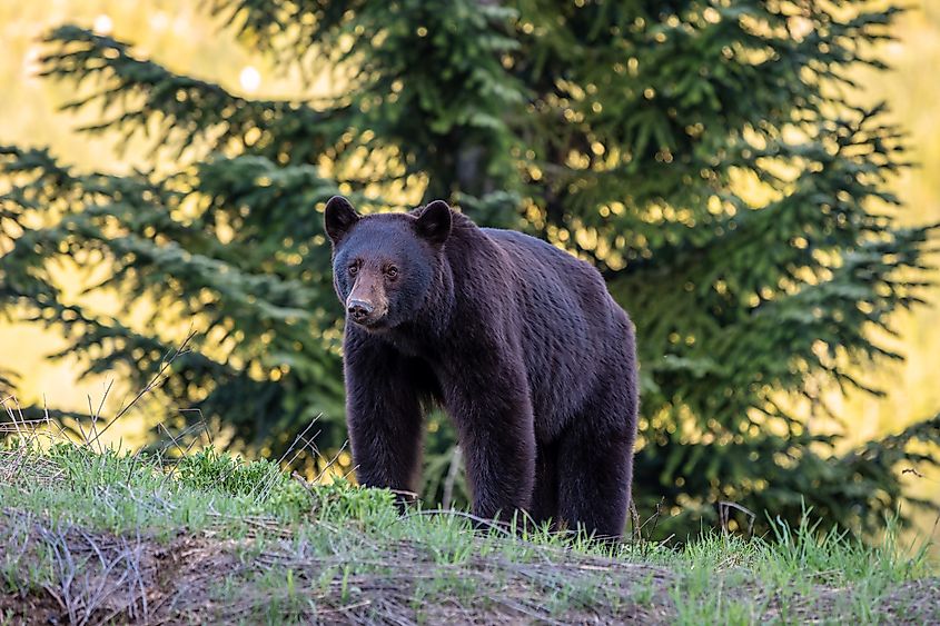 An American black bear (Ursus americanus)