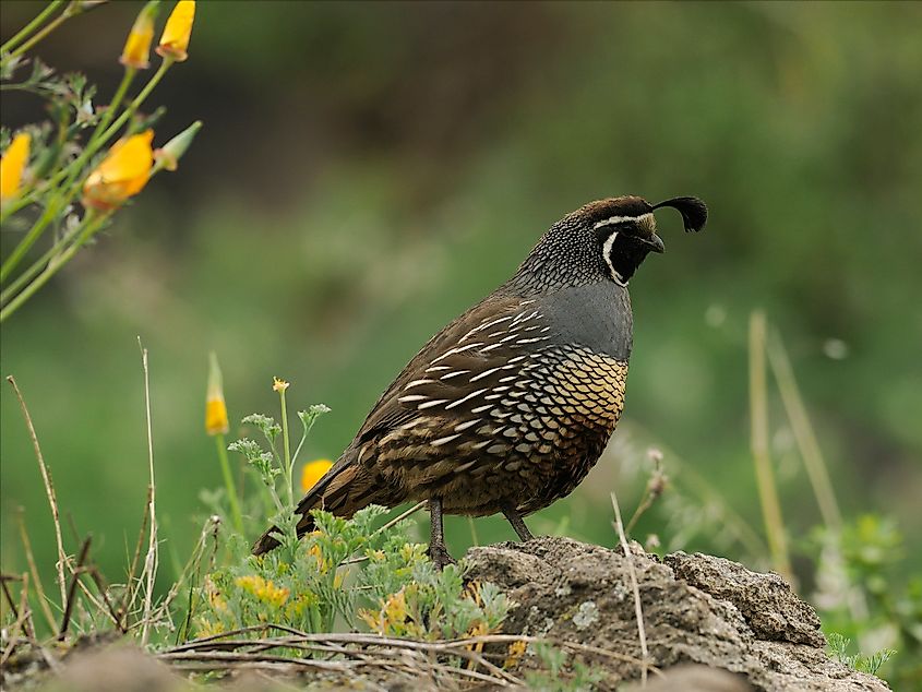 A California quail (Callipepla californica)