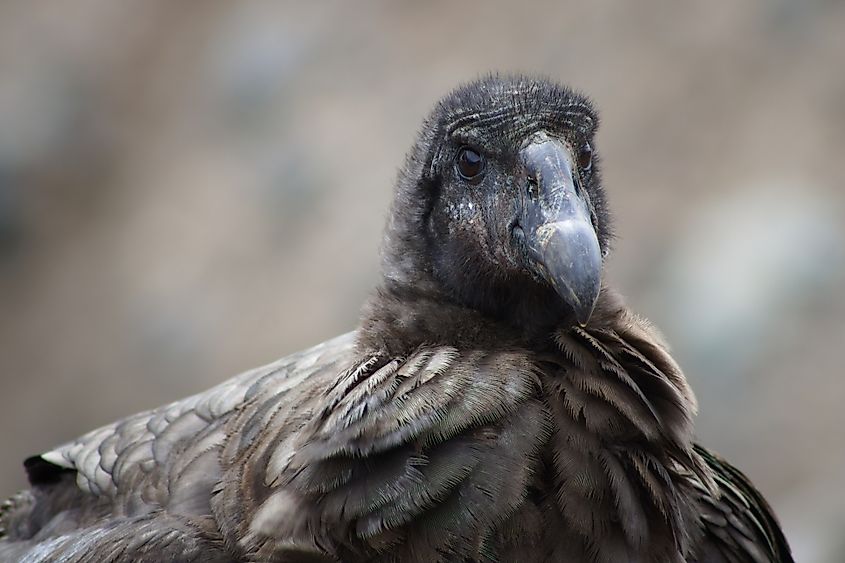 A juvenile Andean condor (Vultur gryphus)