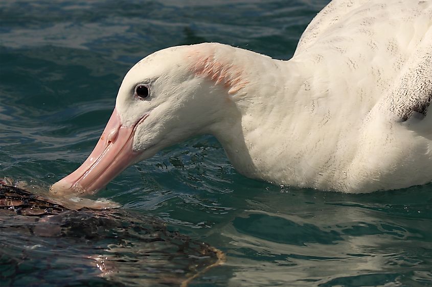 A feeding wandering albatross