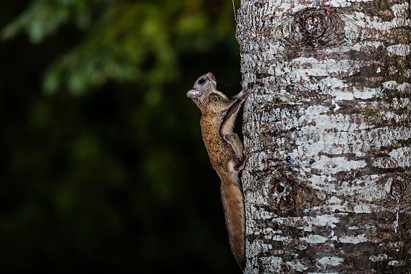 A West Virginia northern flying squirrel (Glaucomys sabrinus fuscus)