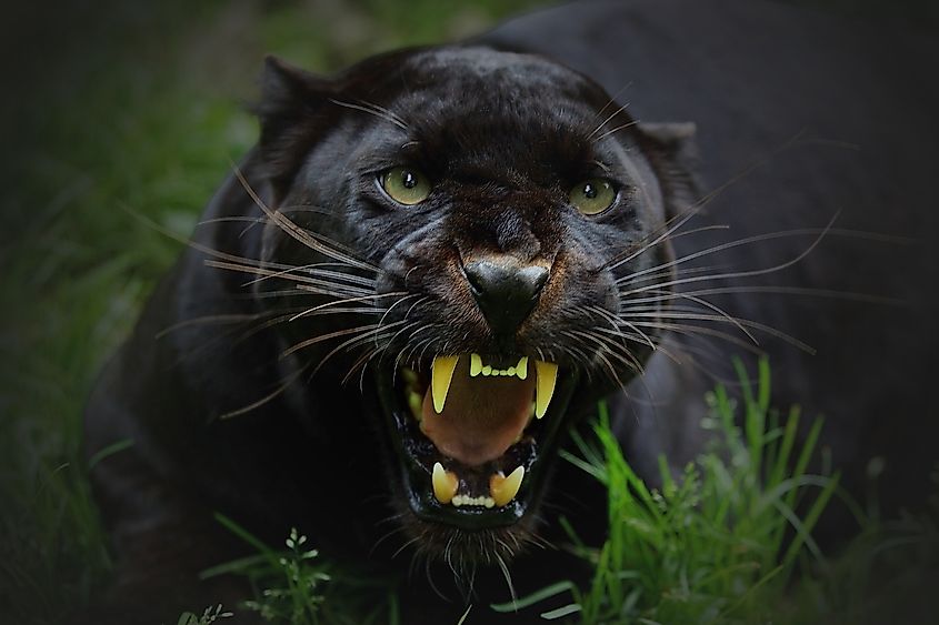 A black panther