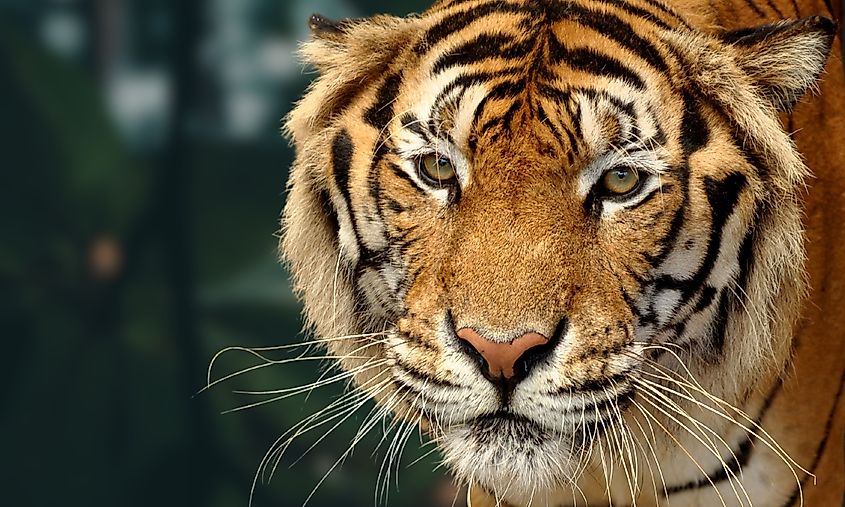 An Indochinese tiger (Panthera tigris corbetti)
