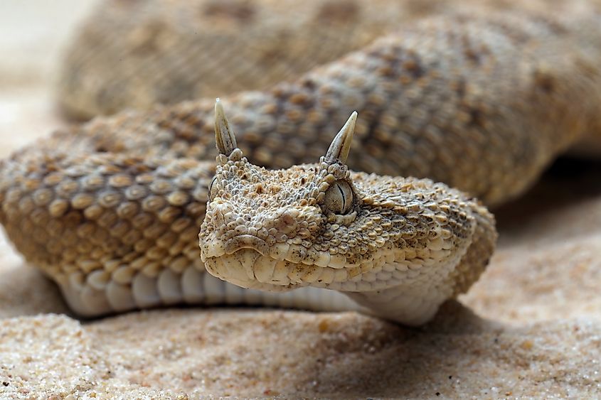 A Saharan horned viper (Cerastes cerastes)