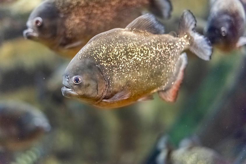 A red-bellied piranha (Pygocentrus nattereri)